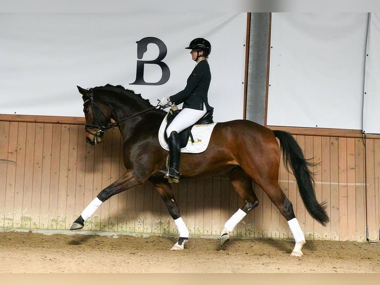 Hanoverian Gelding 5 years 16,3 hh Brown in Riedstadt