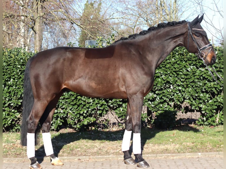 Hanoverian Gelding 5 years 16,3 hh Brown in Selsingen