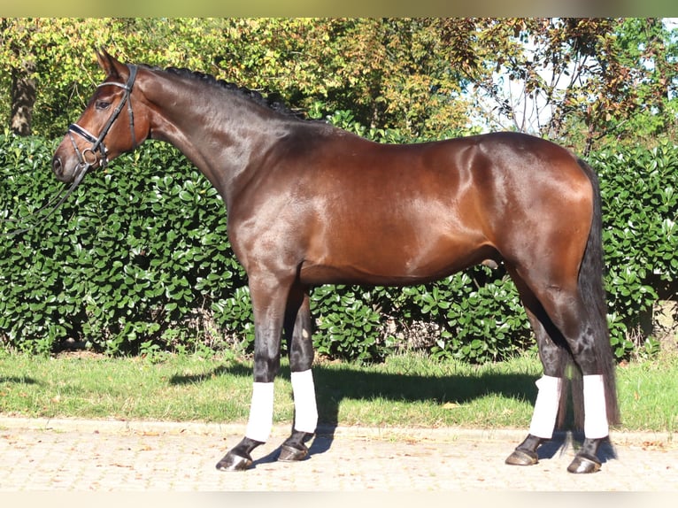Hanoverian Gelding 5 years 16,3 hh Brown in Selsingen