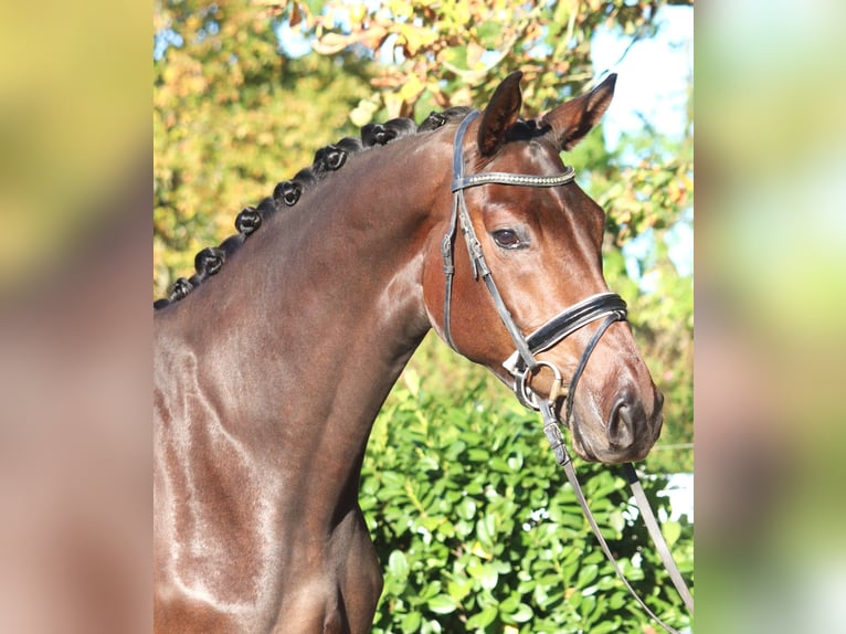 Hanoverian Gelding 5 years 16,3 hh Brown in Selsingen