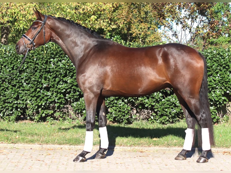 Hanoverian Gelding 5 years 16,3 hh Brown in Selsingen