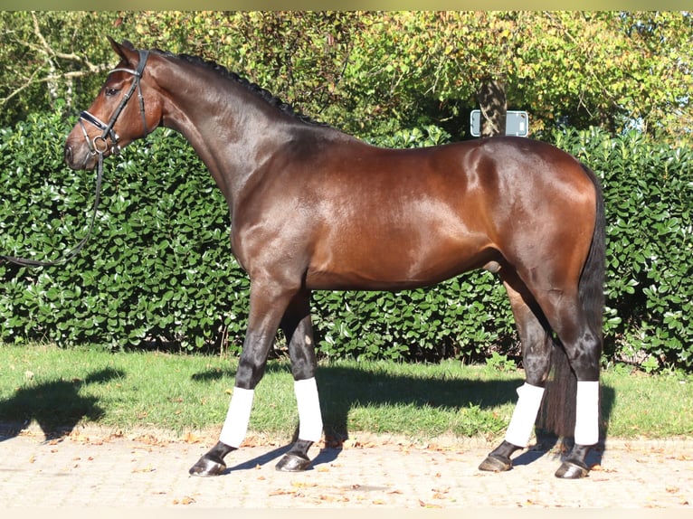 Hanoverian Gelding 5 years 16,3 hh Brown in Selsingen