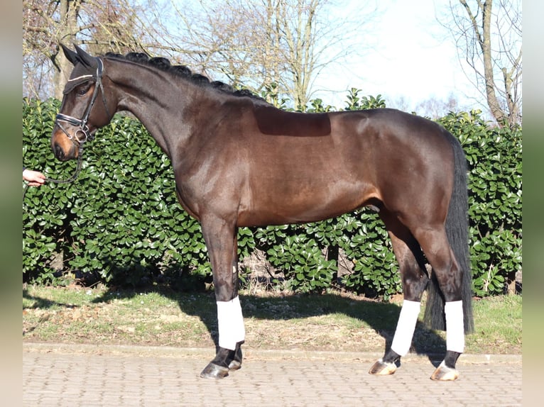 Hanoverian Gelding 5 years 16,3 hh Brown in Selsingen