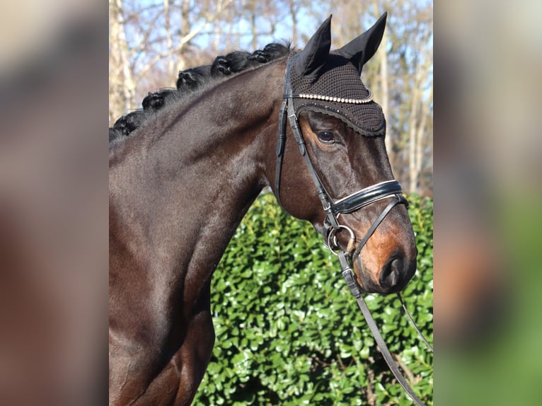 Hanoverian Gelding 5 years 16,3 hh Brown in Selsingen