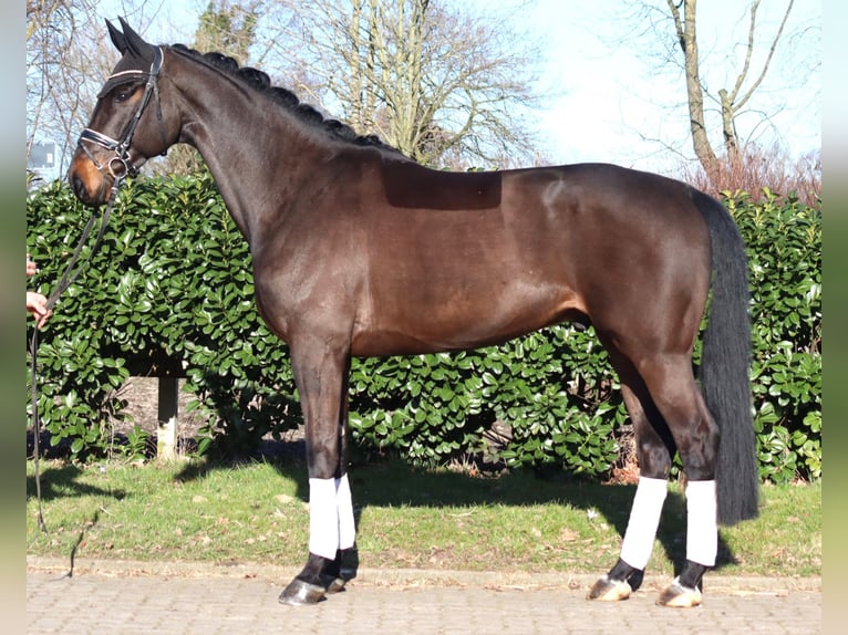 Hanoverian Gelding 5 years 16,3 hh Brown in Selsingen