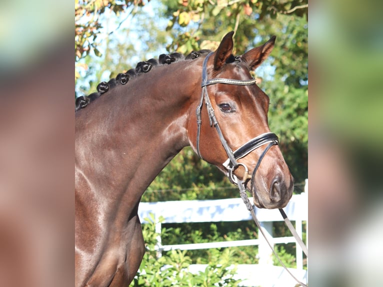 Hanoverian Gelding 5 years 16,3 hh Brown in Selsingen