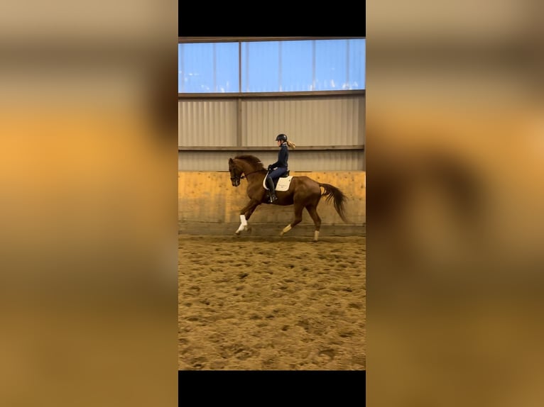 Hanoverian Gelding 5 years 16,3 hh Chestnut-Red in Marxen
