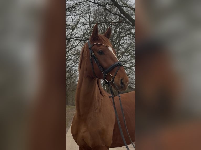 Hanoverian Gelding 5 years 16,3 hh Chestnut-Red in Marxen