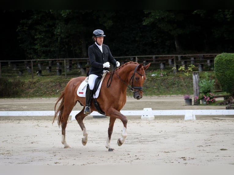 Hanoverian Gelding 5 years 16,3 hh Chestnut-Red in Wuppertal