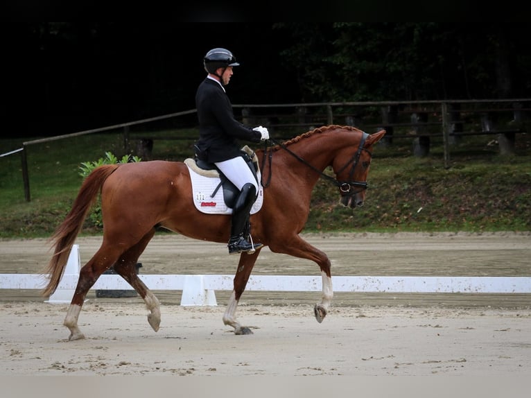 Hanoverian Gelding 5 years 16,3 hh Chestnut-Red in Wuppertal