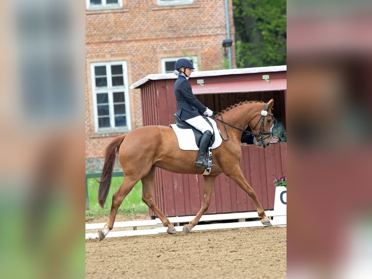 Hanoverian Gelding 5 years 16,3 hh Chestnut-Red in Lalendorf Wattmannshagen