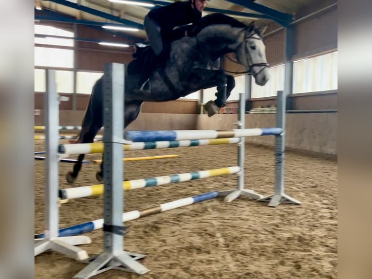 Hanoverian Gelding 5 years 16,3 hh Gray in Schöllnach Hanoverian Gelding 5 years 16,3 hh Gray in Schöllnach