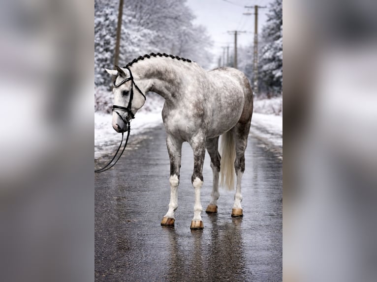 Hanoverian Gelding 5 years 16,3 hh  in Zalaegerszeg