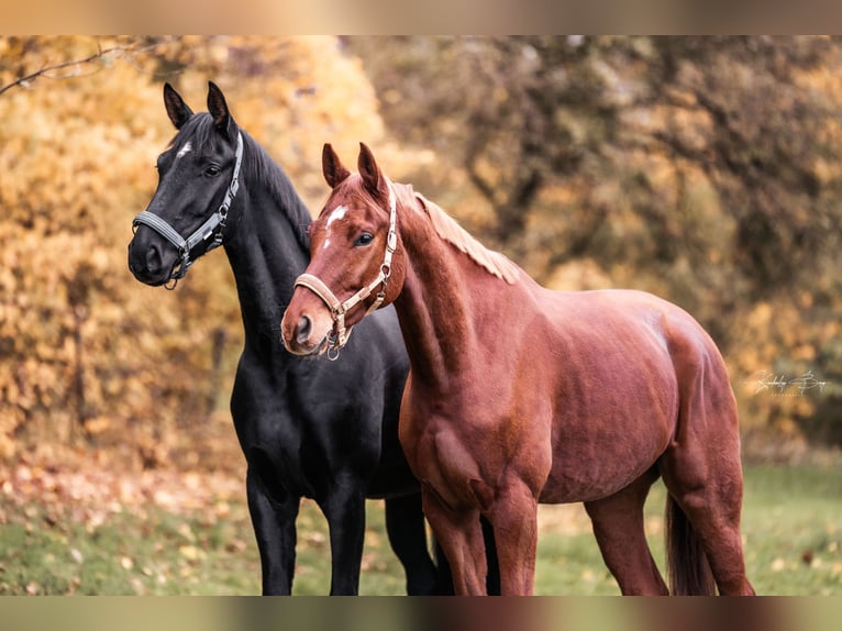 Hanoverian Gelding 5 years 16,3 hh Smoky-Black in Seesen