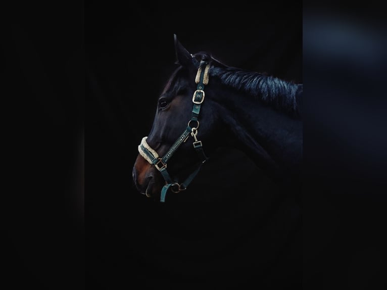 Hanoverian Gelding 5 years 16,3 hh Smoky-Black in Rhauderfehn