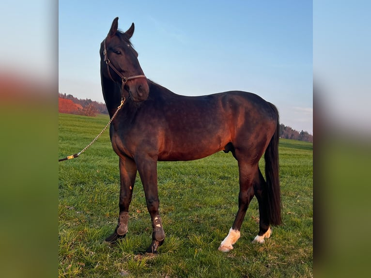 Hanoverian Gelding 5 years 17.1 hh Bay-Dark in Wichtrach