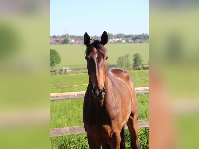 Hanoverian Gelding 5 years 17.1 hh Bay-Dark in Melle