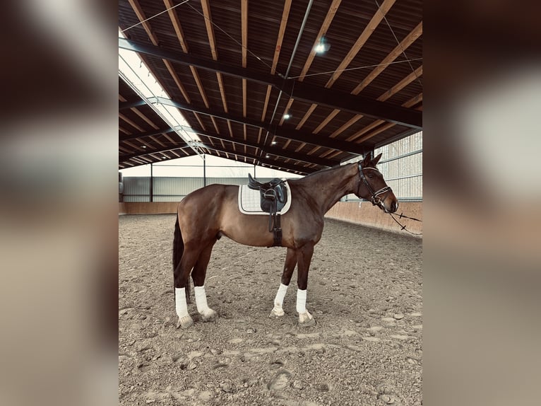 Hanoverian Gelding 5 years 17,1 hh Bay-Dark in Hohenhameln