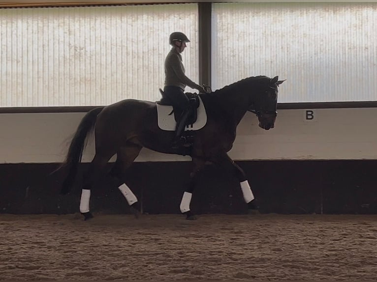Hanoverian Gelding 5 years 17.1 hh Bay-Dark in Melle