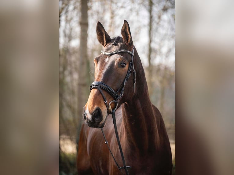 Hanoverian Gelding 5 years 17.1 hh Bay-Dark in Melle