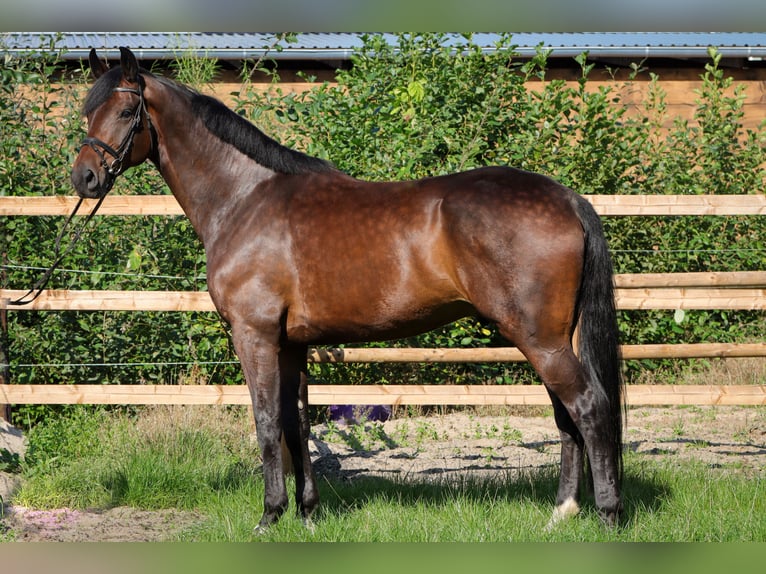 Hanoverian Gelding 5 years 17,1 hh Bay-Dark in Rickling