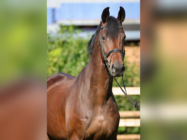 Hanoverian Gelding 5 years 17,1 hh Bay-Dark in Rickling