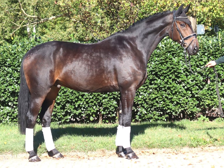 Hanoverian Gelding 5 years 17.1 hh Bay-Dark in Selsingen