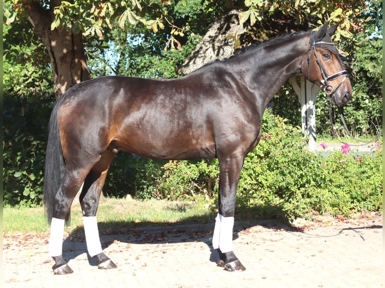 Hanoverian Gelding 5 years 17.1 hh Bay-Dark in Selsingen