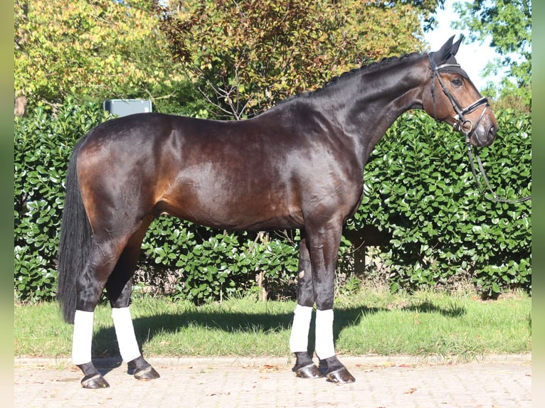 Hanoverian Gelding 5 years 17.1 hh Bay-Dark in Selsingen
