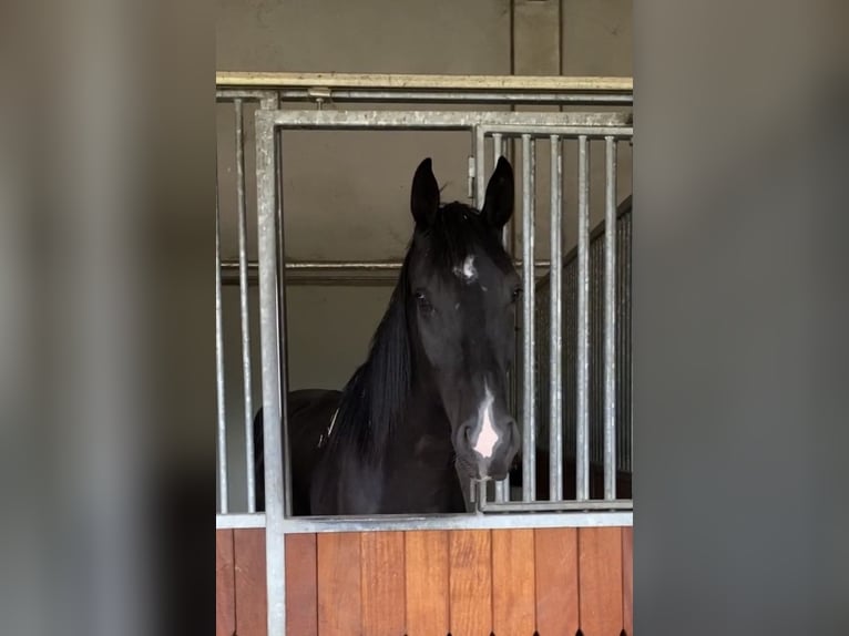 Hanoverian Gelding 5 years 17,1 hh Black in Erftstadt