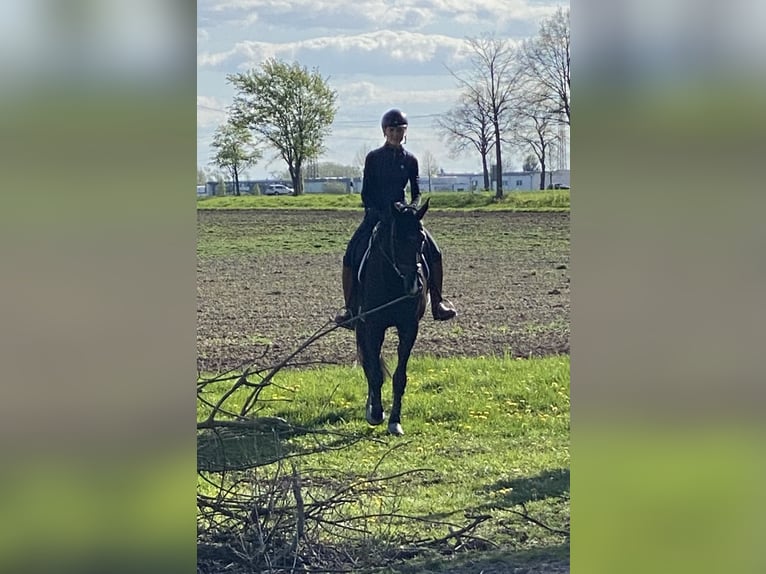 Hanoverian Gelding 5 years 17,1 hh Black in Erftstadt