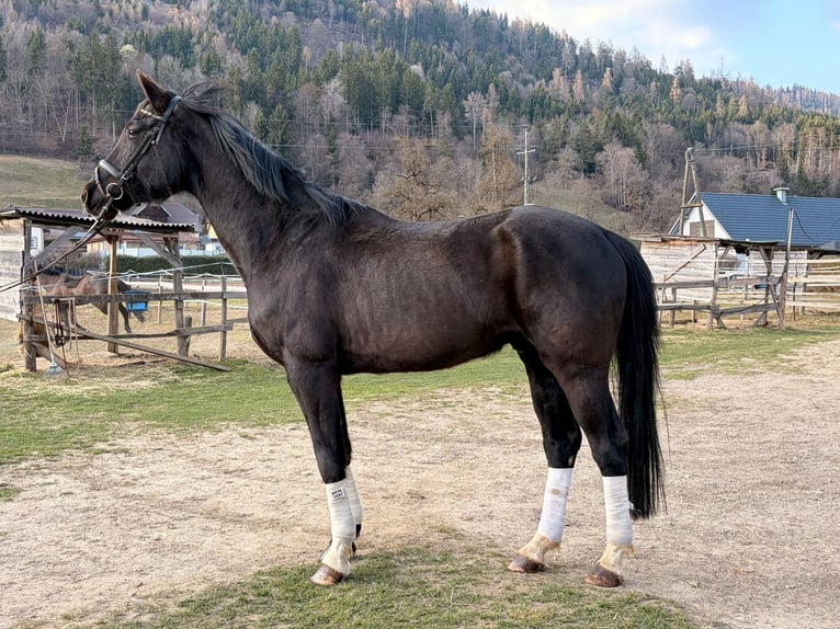 Hanoverian Gelding 5 years 17.1 hh Black in Murau