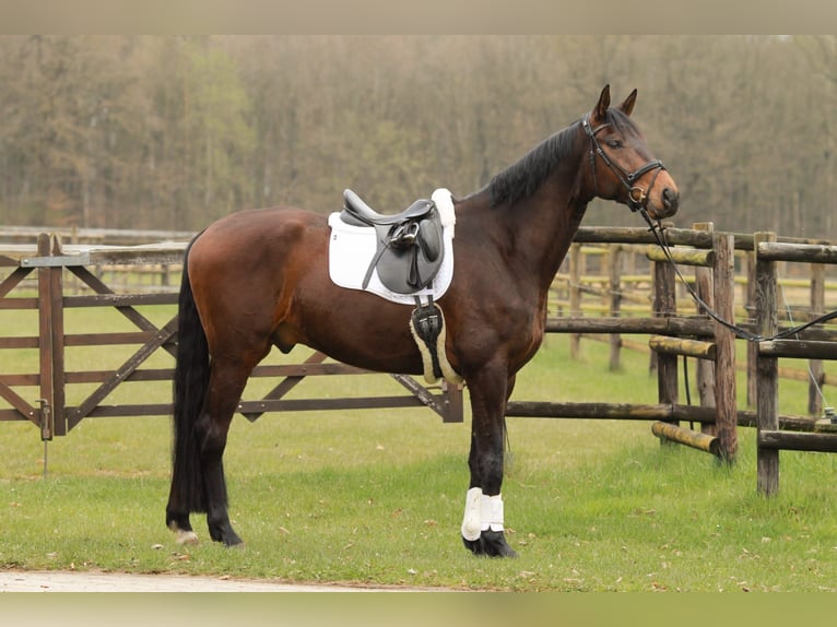 Hanoverian Gelding 5 years 17.1 hh Brown in Bettendorf