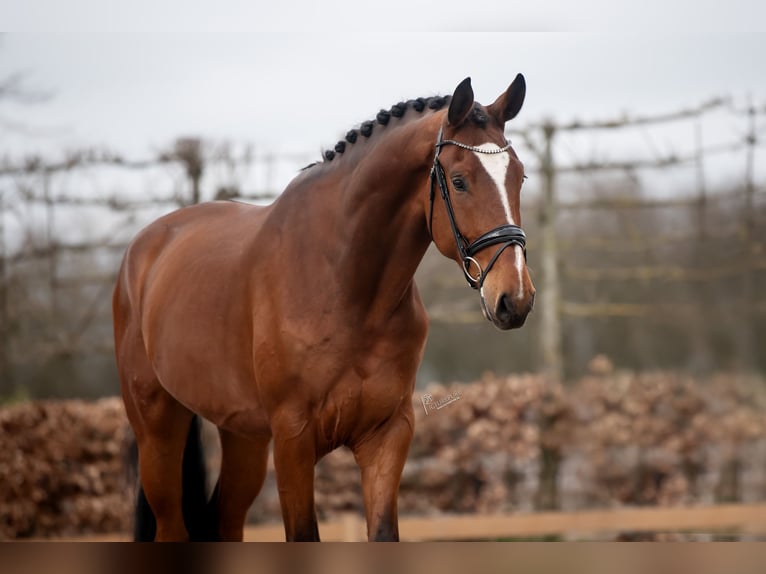 Hanoverian Gelding 5 years 17.1 hh Brown in Heel