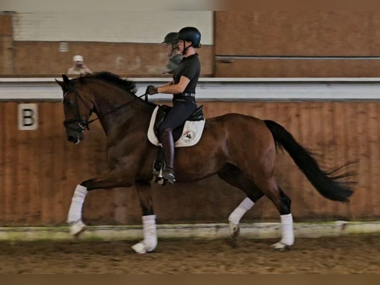 Hanoverian Gelding 5 years 17,1 hh Brown in Lippetal