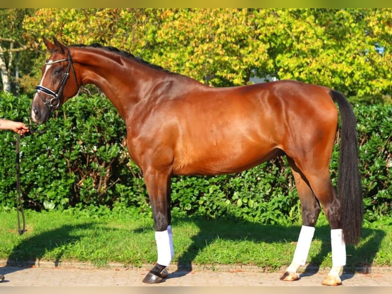 Hanoverian Gelding 5 years 17,1 hh Brown in Selsingen