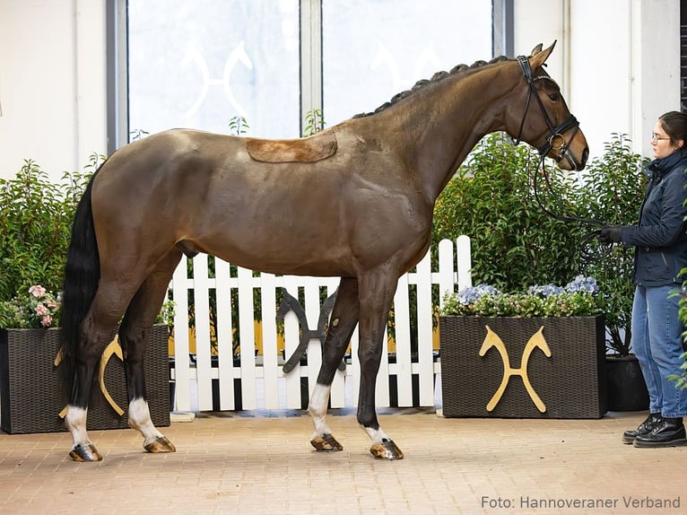 Hanoverian Gelding 5 years 17.1 hh Brown in Verden