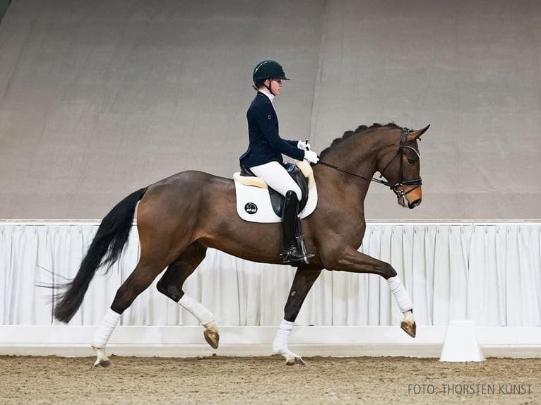 Hanoverian Gelding 5 years 17.1 hh Brown in Verden