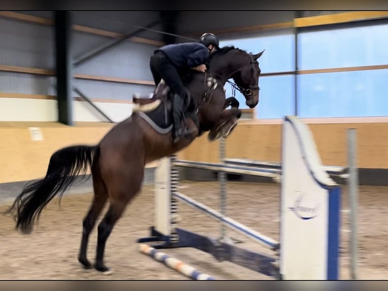 Hanoverian Gelding 5 years 17,1 hh Brown in Deinstedt