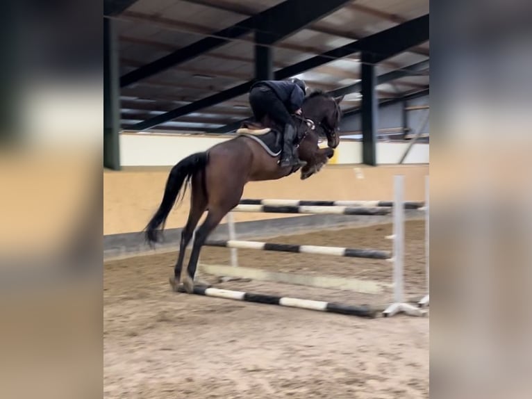 Hanoverian Gelding 5 years 17,1 hh Brown in Deinstedt