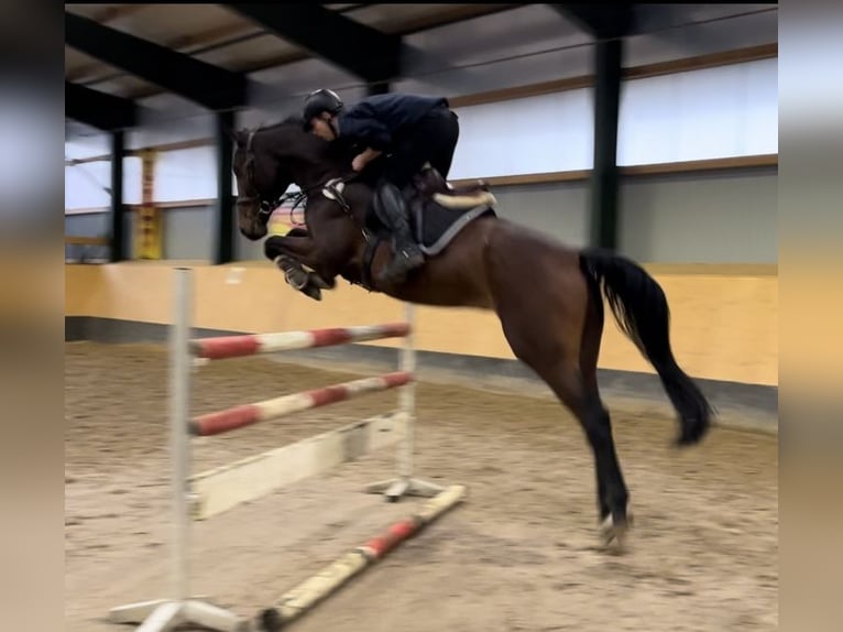 Hanoverian Gelding 5 years 17,1 hh Brown in Deinstedt