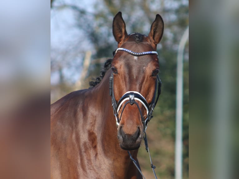 Hanoverian Gelding 5 years 17,1 hh Brown in Deinstedt