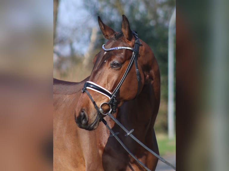 Hanoverian Gelding 5 years 17,1 hh Brown in Deinstedt