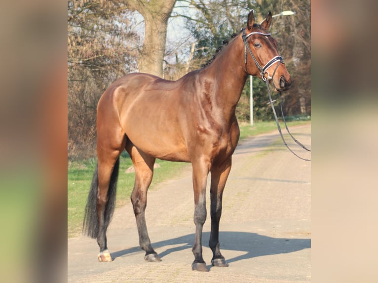 Hanoverian Gelding 5 years 17,1 hh Brown in Deinstedt