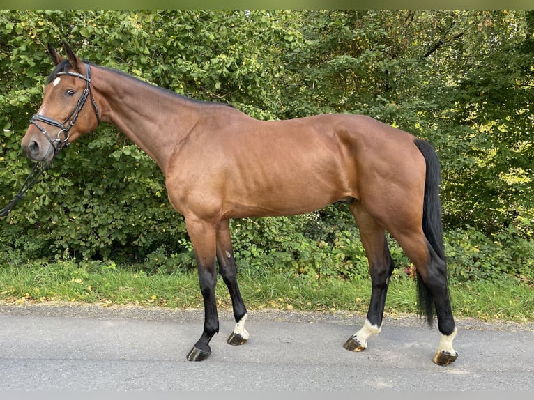 Hanoverian Gelding 5 years 17,1 hh Brown in Overath