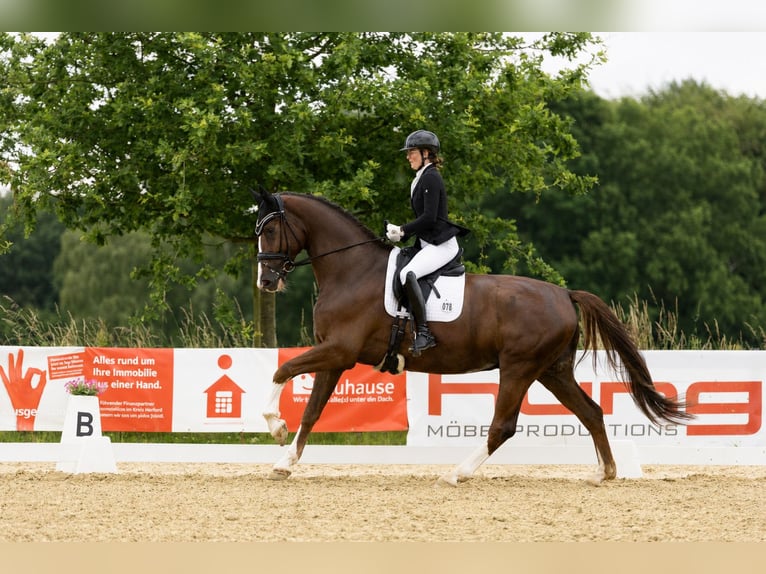 Hanoverian Gelding 5 years 17.1 hh Chestnut in Melle