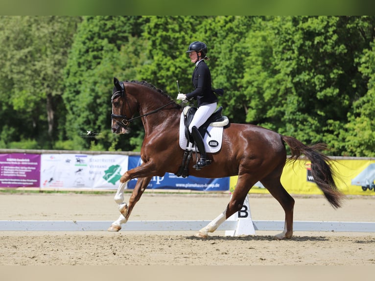 Hanoverian Gelding 5 years 17.1 hh Chestnut in Melle