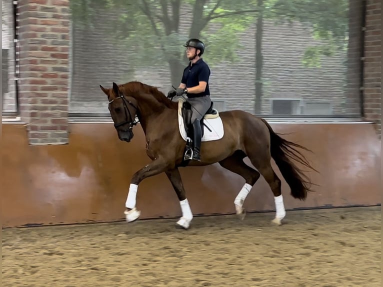 Hanoverian Gelding 5 years 17,1 hh Chestnut in Viersen