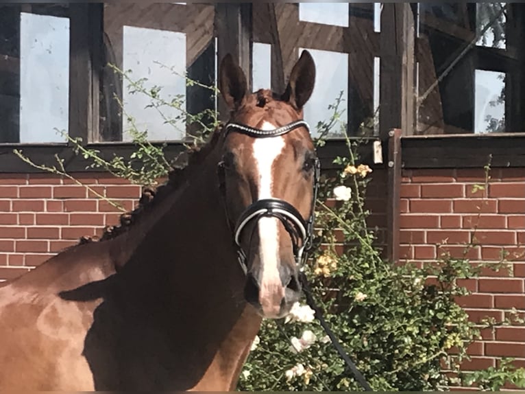 Hanoverian Gelding 5 years 17,1 hh Chestnut-Red in Barver