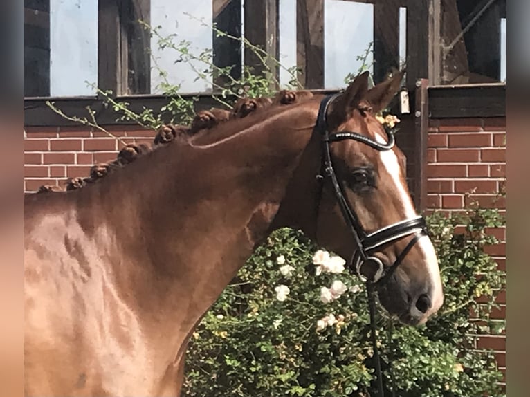 Hanoverian Gelding 5 years 17,1 hh Chestnut-Red in Barver